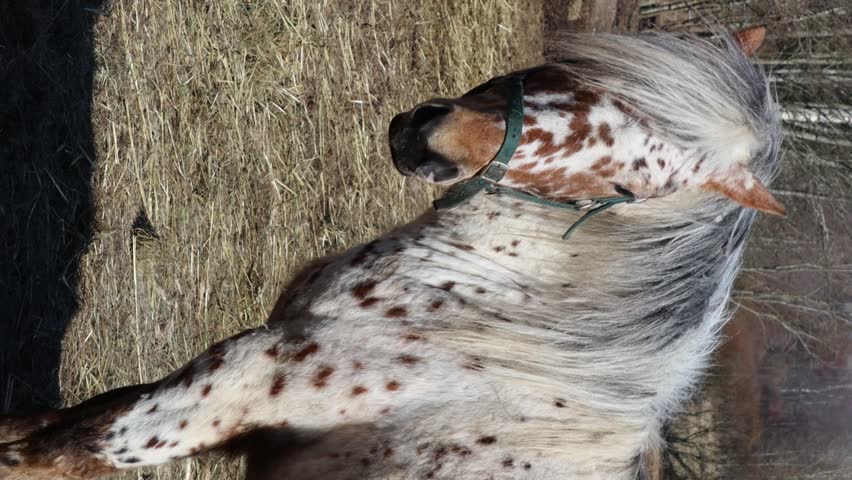 A brown and white spotted horse in an unusual pose, standing on its hind legs.