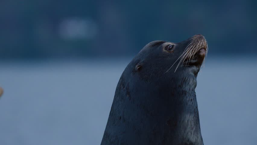 A California sea lion looks around.