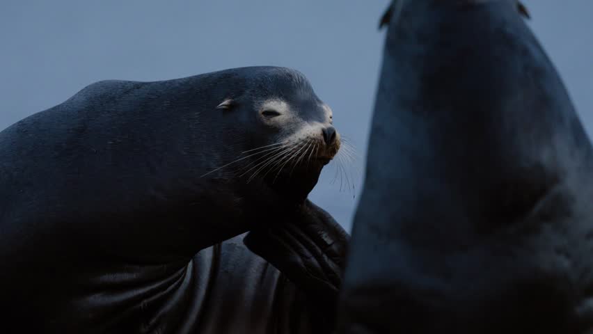 A sea lion scratches it