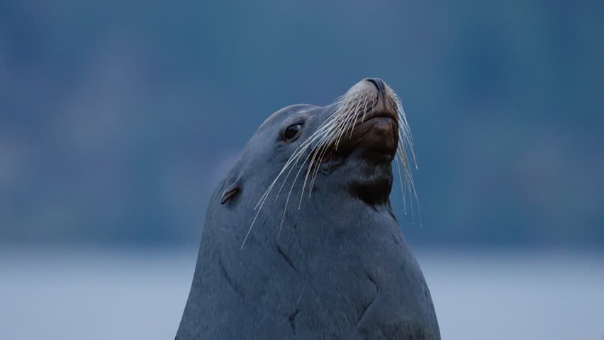 A California sea lion looking straight at camera, with others in the background.