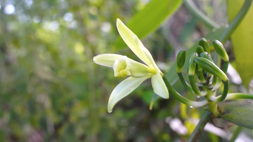 close up of vanilla flowers blooming in the morning