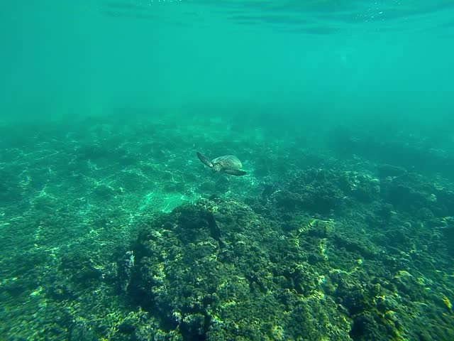 turtle swimming under water at Oman