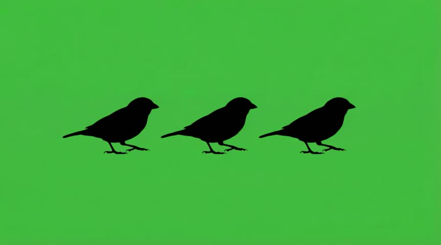 Video Silhouette of three House sparrow on the green screen background
