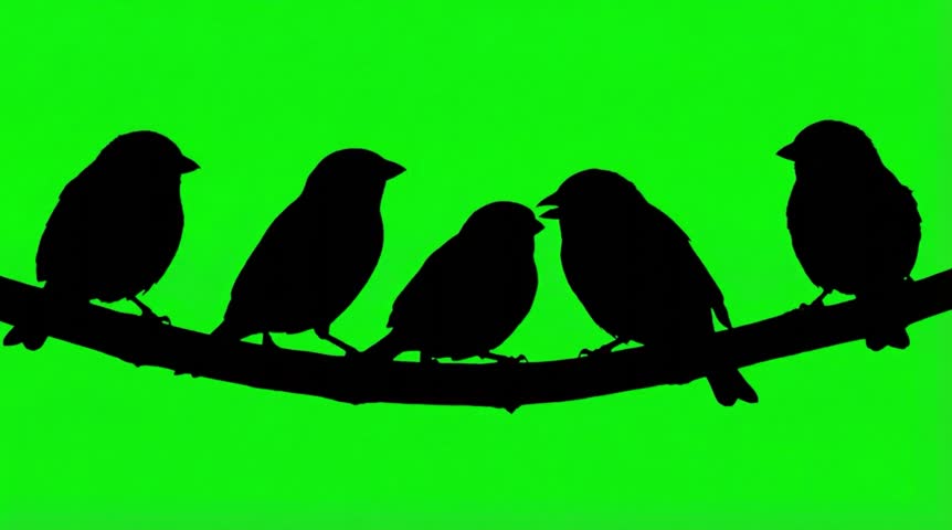 Video Silhouette of a House sparrow are sitting in the branch on the green screen background