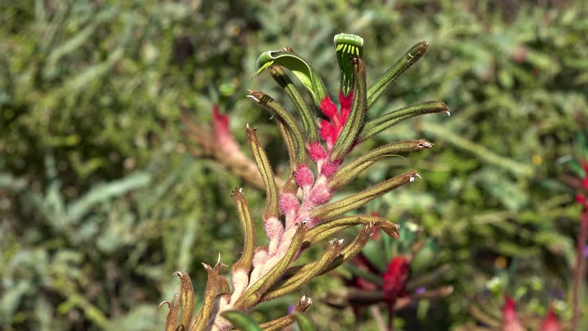 Unique Red and Green Kangaroo Paw Flower Blooming in a Sunny Australian Garden