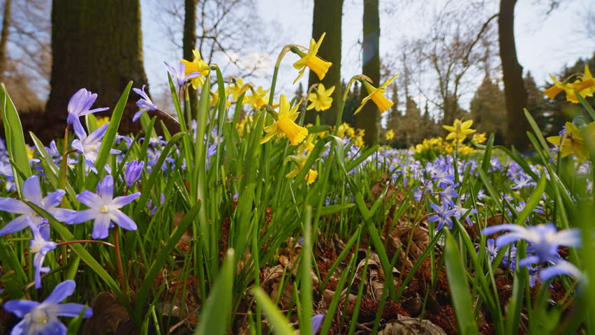 First Spring flowers in the shining sunlight , floodplain forest in early spring , camera move