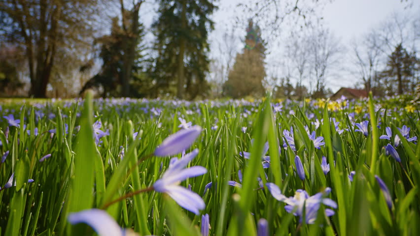 First Spring flowers in the shining sunlight , floodplain forest in early spring , camera move