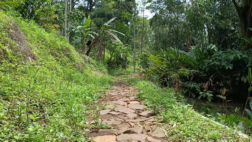 Narrow Forest Pathway Surrounded by Lush Green Trees in Natural Woodland