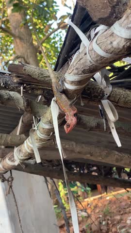 Detailed video of a colorful Oriental Garden Lizard perched vertically on a tree branch, showing its patterns and red-orange head.
