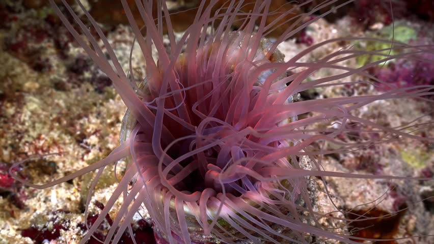 Close-up of a beautiful pink sea anemone on a tropical coral reef, underwater macro shot.