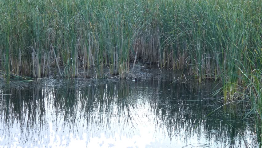 A single black Eurasian coot (Fulica atra), a medium-sized waterfowl, among lush green marsh reeds. Natural lighting, overcast. Sustainability and Resilience.