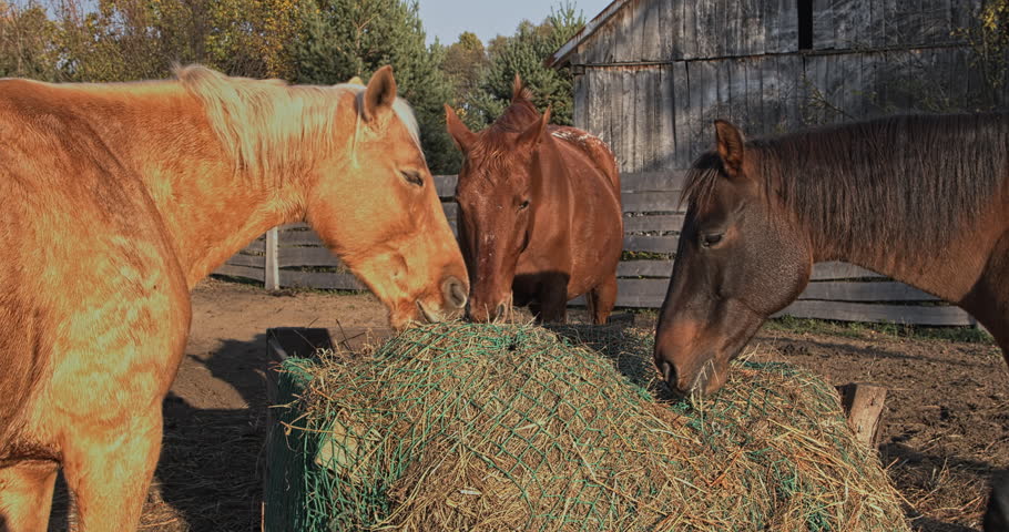 Close-up of three horses eating hay from a slow-feeder net. A horse in the foreground is an American Quarter Horse. Fencing, a wooden shed wall, and trees are in the background.