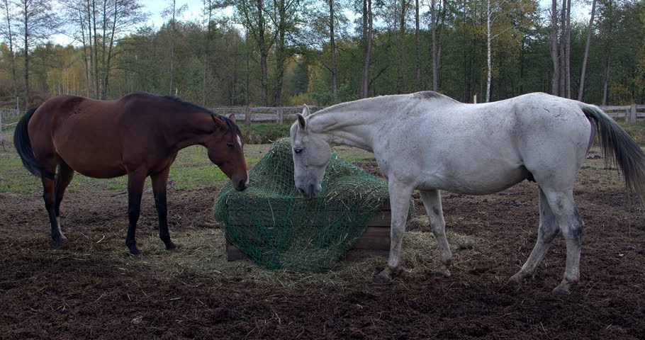 Two horses: a bay and a white one, eating hay from a slow feeder net in a paddock at dusk. Forest in the background.