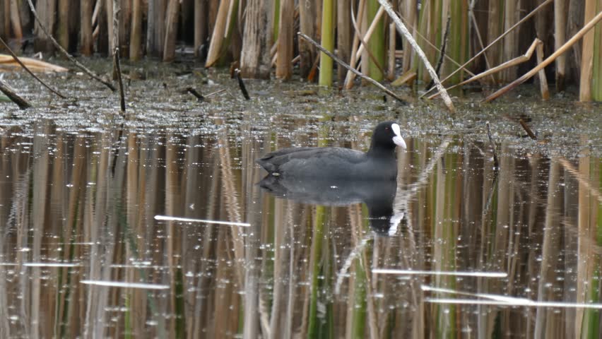 Eurasian coot, Fulica atra, black water bird cleaning plumage in swamp while a grass snake swims in background reeds. Natural lighting, Medium shot, Overcast. Survival instinct and Interconnection.