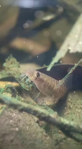 The Zebra Loach Botia striata swims gracefully near the bottom of a freshwater aquarium environment filled with natural green moss and organic debris. This small tropical fish displays its characteristic dark vertical stripes and active sensory barbels while searching for food particles among the underwater plants. The scene highlights the unique patterns and peaceful behavior of this Indian river species in a home fish tank setting.

A close up shot captures the intricate details of the loach as it maneuvers through a lush aquatic landscape featuring soft textures and natural lighting. The fish exhibits healthy movement and curious exploration of its surroundings which mimics its native habitat in the Western Ghats. This footage provides a clear view of the species