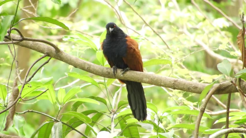 Greater Coucal Bird with Copper Wings Perched and Preening in Tropical Jungle