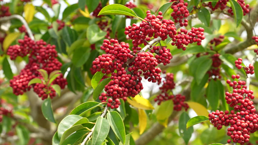 spring red berries of holly tree (Ilex) with green leaves