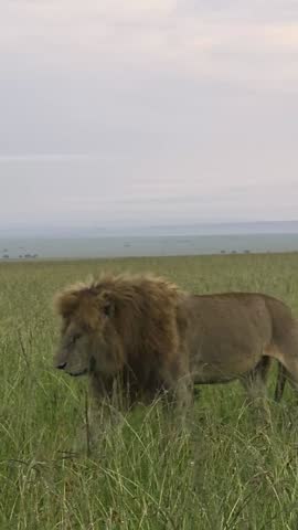 Majestic male lion walking through the tall green grass of the African savanna at sunrise