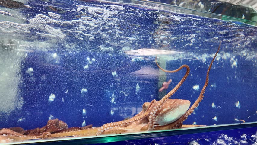 Red octopus swimming in the lake