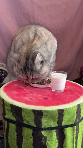 The cat is having yummy breakfast, vertical video.