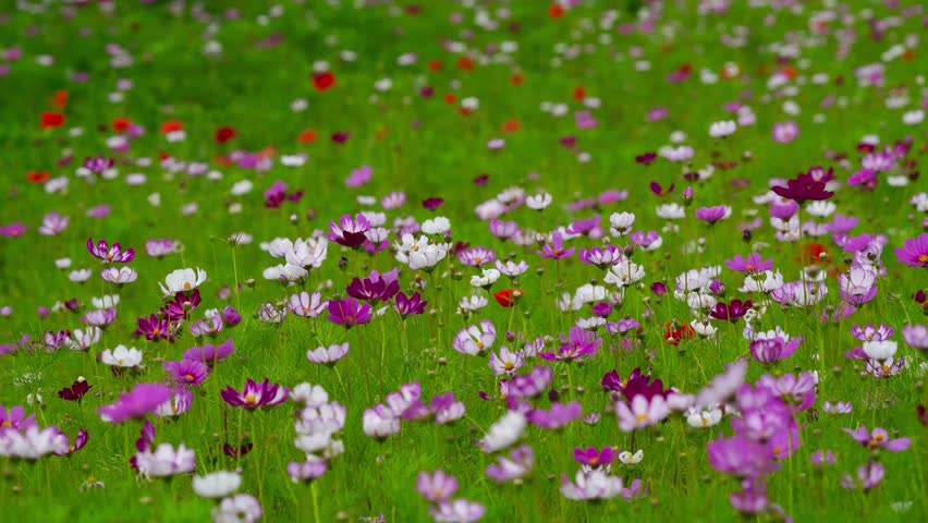 A lush meadow of colorful pink, purple, and white cosmos flowers sways gently in a summer breeze
