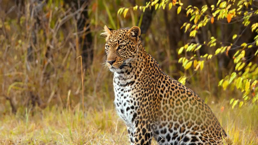 Close-up of a majestic leopard sitting in the golden grass of the African savanna at sunset