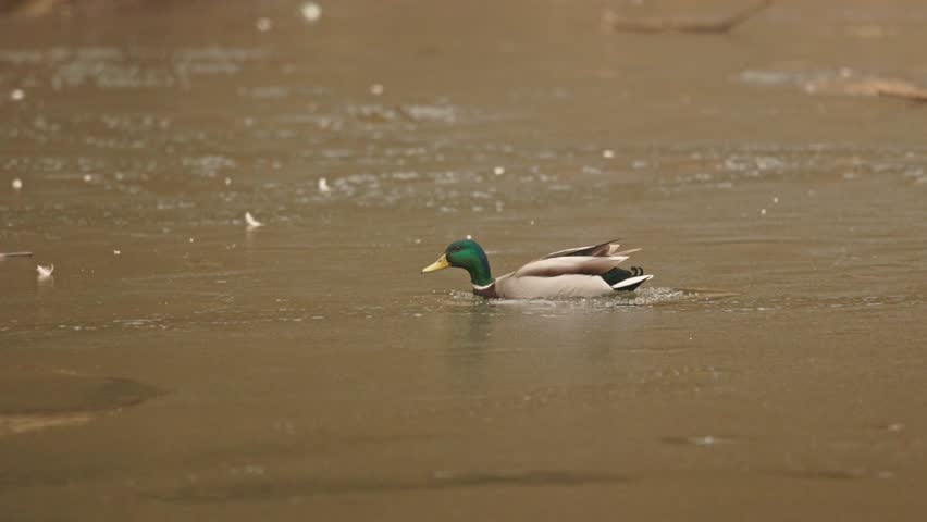 Mallard duck swims over icy waters in serene winter landscape at dawn