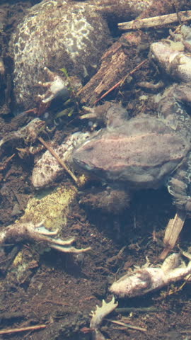 Close up of dead frogs on muddy stream bottom, underwater view. Vertical