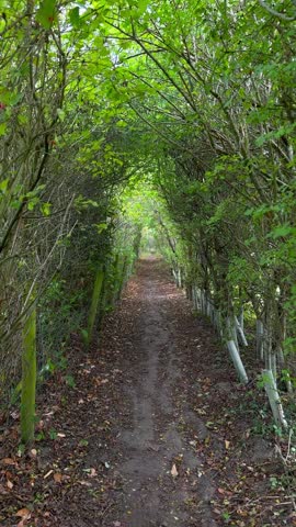 A lush green tree tunnel stretches along a narrow dirt path, where dense foliage forms a natural archway leading into the bright misty distance.