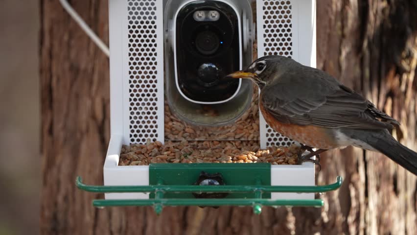Robin on a feeder eating sunflower seeds.