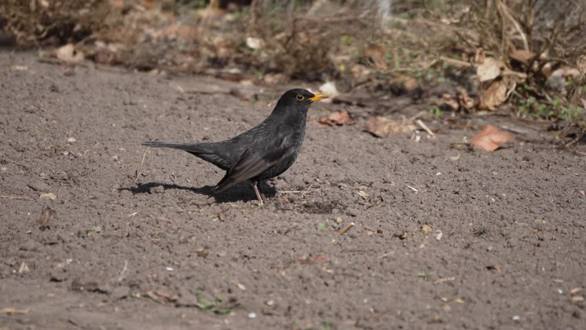 Blackbird stands on dusty ground. Yellow beak contrasts with dark feathers. Feet touch earth near scattered dry leaves. Natural setting suggests autumn or early spring. Ideal for nature, wildlife