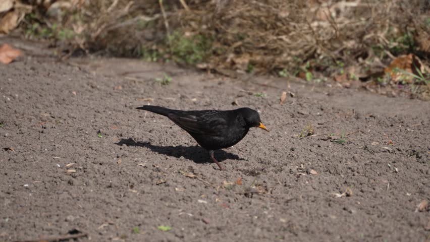 Blackbird walks barefoot on dirt path. Sunlight glints off its glossy feathers. Beak slightly open, searching for food. Natural setting with dry grass and leaves. Ideal for nature, wildlife