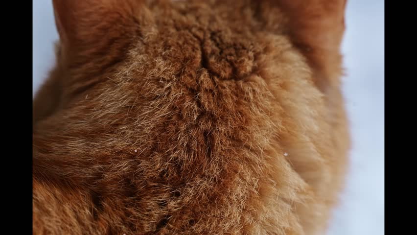Extreme macro close-up of an orange tabby cat face with striking green eyes in the snow.