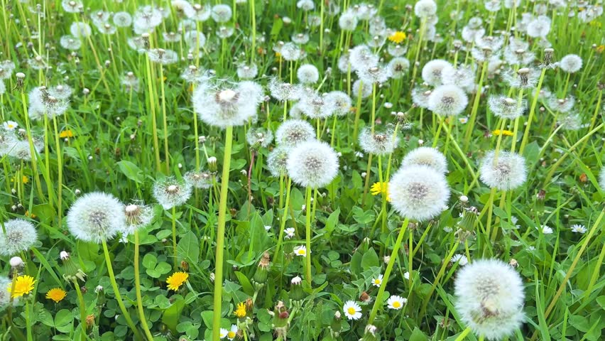 field filled with common dandelion flowers (Taraxacum officinale) in their seed-head stage