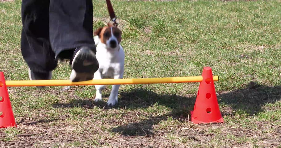 A Jack Russell Terrier jumps over a small barrier with its owner on a sunny day.