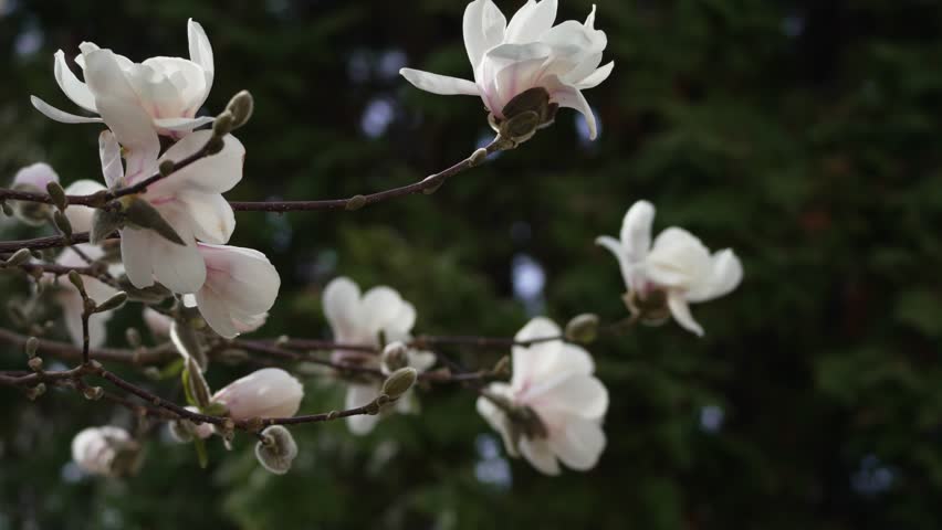 White magnolias bloom softly against blurred green background. Delicate petals unfurl in quiet, natural grace. Branches hold buds and blossoms at different stages