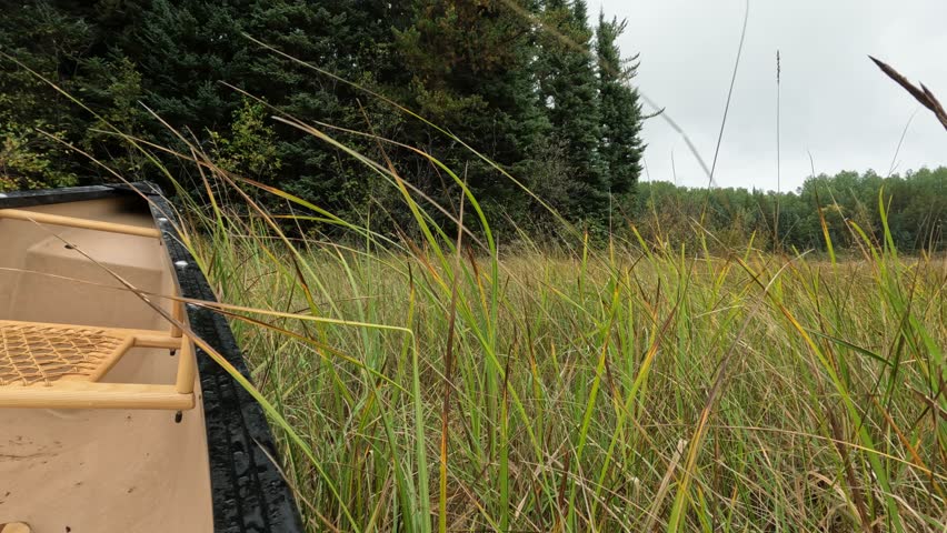 View of Summer Reeds Blowing Beside a Canoe with Spruce Trees in a Peaceful Northern Lakeside Landscape.
