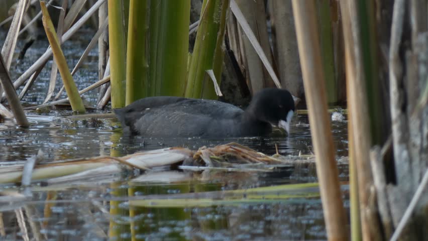 Eurasian coot, black water bird, swimming and eating green algae near reed stalks, soft light, medium shot, natural behavior. Vitality and Mindfulness.