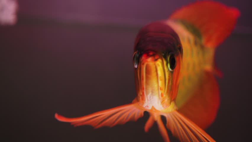 The Super Red arowana moves slowly, appearing elegant and luxurious; the intricate details of its anatomy and patterned scales add to its beauty.  