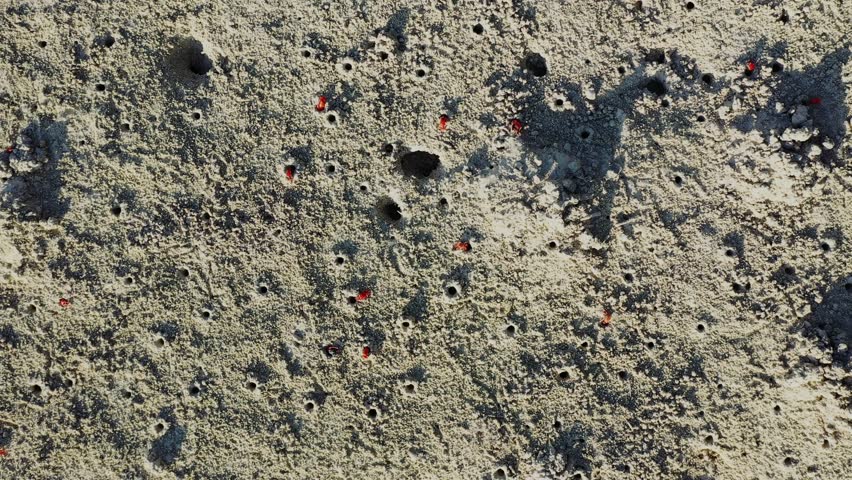 Aerial view of numerous small crab holes scattered across sandy terrain on Bohol Island, Philippines. Tiny red crabs are visible near their burrows, highlighting coastal wildlife.
