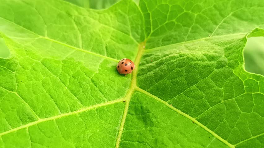Small animal footage ladybug on leaf