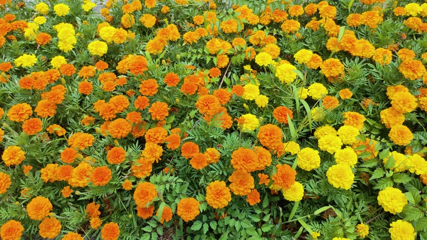 Vibrant marigold flowers in full bloom in a summer park flowerbed