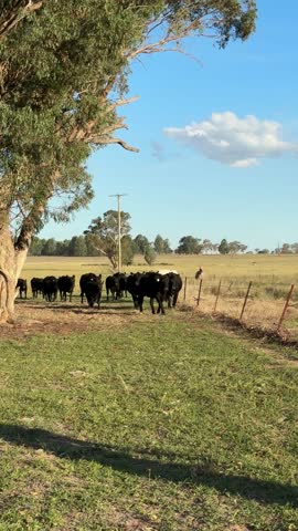 Cattle running up the fence line 