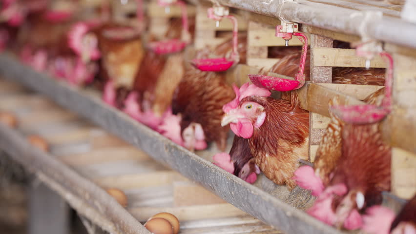 laying hens feeding in bamboo battery cages in poultry or chicken farm for brown egg production in bali, indonesia, southeast asia, intensive farming