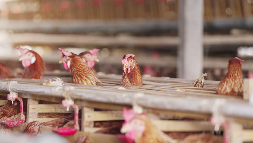 egg laying hens or chickens in bamboo battery cages in bali, indonesia, southeast asia, farm animal head, intensive poultry farming