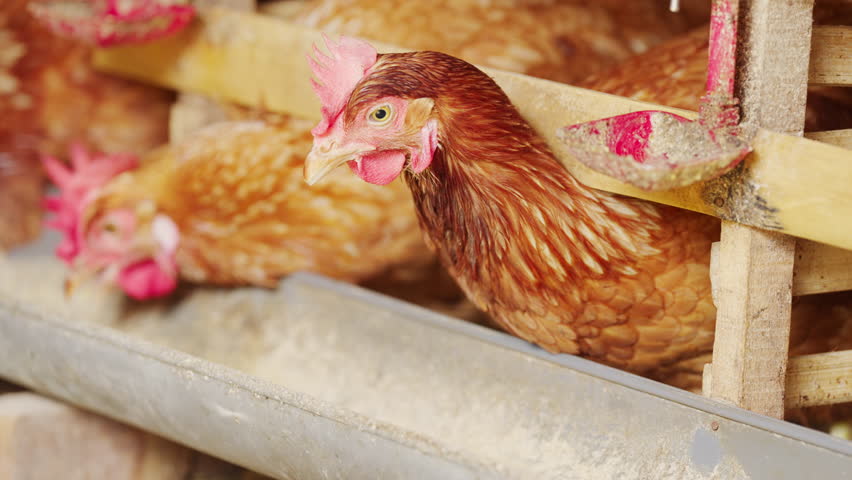 layer hen or egg laying chickens in battery cages on poultry farm feeding animal feed in bali, indonesia, southeast asia, close-up head