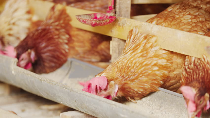 egg laying chicken or hen feeding or eating animal feed in battery cages on intensive poultry farm, animal farming, in bali, indonesia, southeast asia, close-up