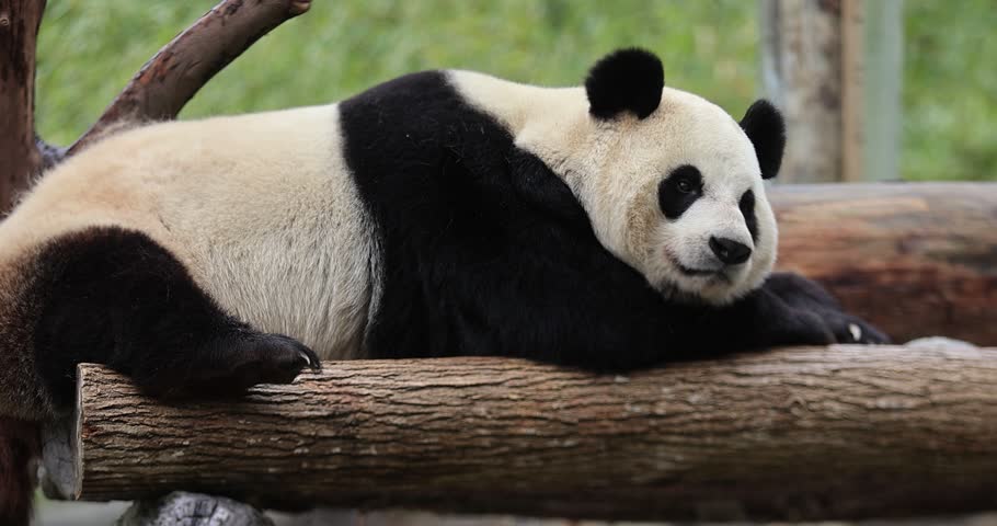 One giant panda in the forest 