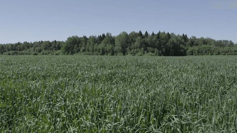 Low Altitude Drone Flight over Grass