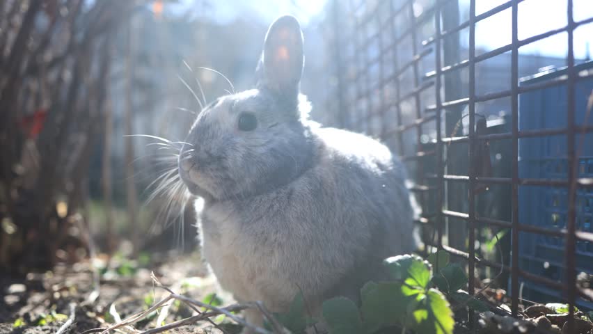 Domestic decorative rabbit with grey fur walks in the yard. Rabbit hiding under the branches of tree and washes itself. The Easter bunny in the garden. High quality 4k footage.